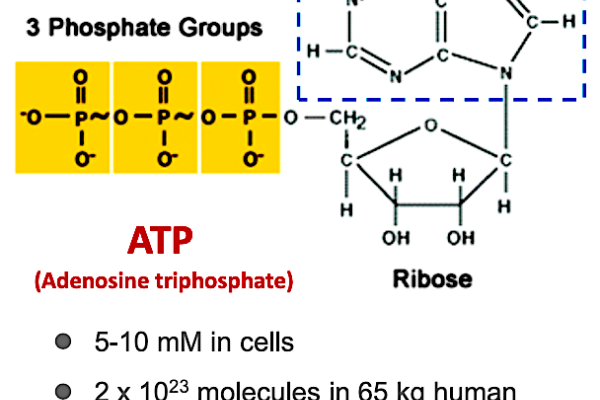 華安小分子藥 Adenine 提高細胞能量（ATP）機制增加人體自癒力  巴金森氏症二期臨床能增值，華安DFU明年解盲 2023 May