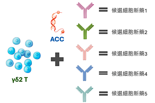 育世博在γδ2 T上透過ACC技術連接上不同抗體，即可快速 打造出不同的候選細胞新藥產品（圖片來源：育世博-KY法說會簡報） 育世博抗體連結/異體T細胞 2 平台，鎖技術擬自產 2023 Aug