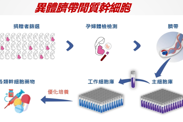 和迅異體間質幹細胞，自取得到培養成藥物流程圖（來源：和迅法說會簡報）和迅拿尖端醫授權切幹細胞治療，鎖定心血管新藥 2023 Sep