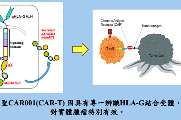 CAR001(CAR-T) 的HLA-G對實體腫瘤特別有效（來源：長聖法說會簡報）長聖轉異體、市場大，新藥 CAR-T 二期後擬授權 2023 Sep