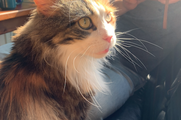 生技股個別公司變動，猶如寵物，如果能掌握節奏，會有豐厚回報 by verkita 3Q24 生技訂閱4篇：康霈、諾亞克、和迅、吉晟生等 4 篇